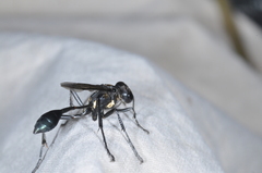 Eremnophila
