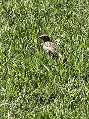 Passer domesticus domesticus