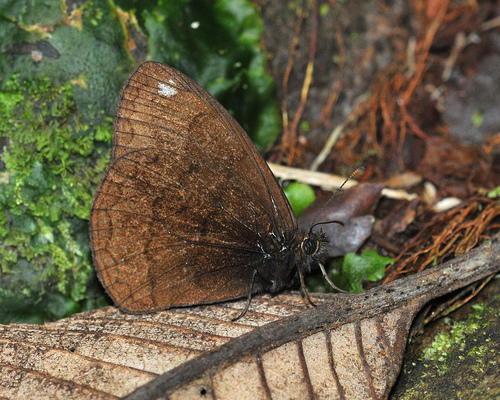 Forsterinaria pichita