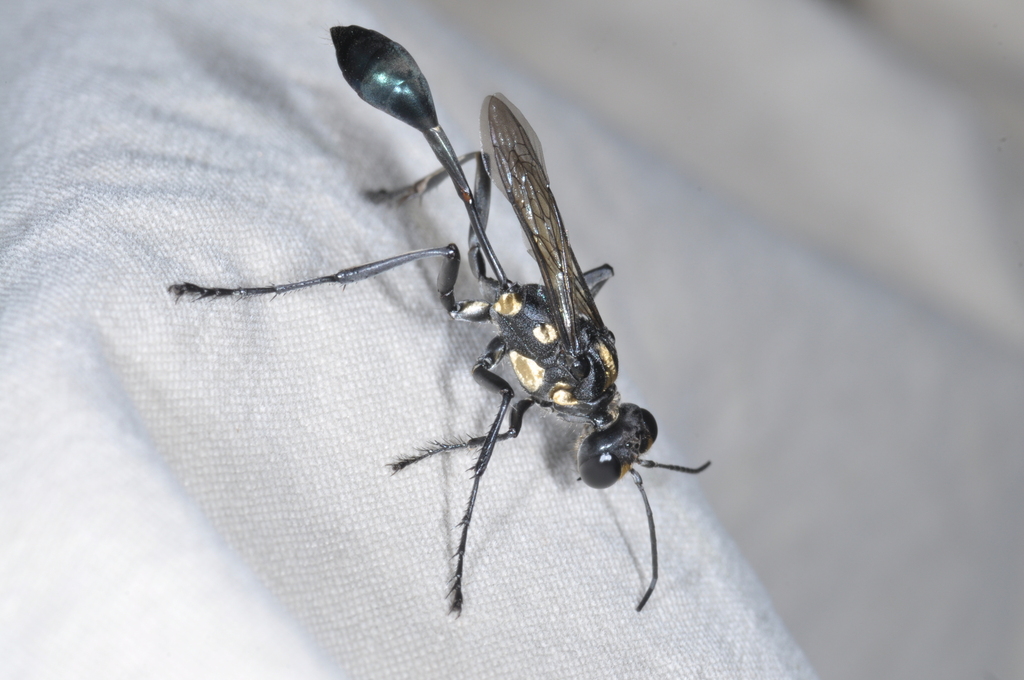 Eremnophila catamarcensis