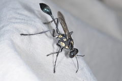 Eremnophila