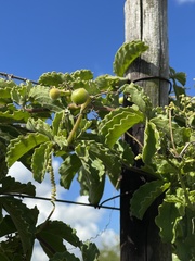 Cyphostemma puberulum