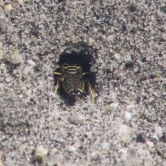 Stictia signata