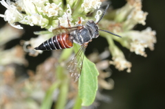 Coelioxys