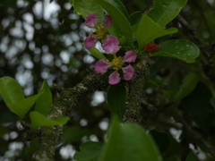 Malpighia emarginata