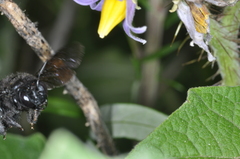 Xylocopa atamisquensis
