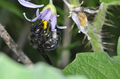 Xylocopa atamisquensis