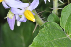 Solanum palinacanthum