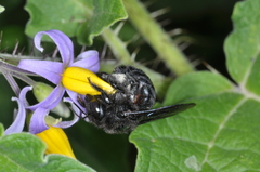 Xylocopa atamisquensis
