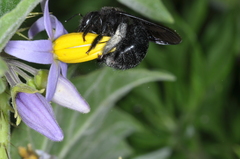 Xylocopa atamisquensis