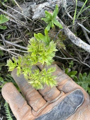 Ligusticum apiifolium
