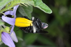Xylocopa atamisquensis