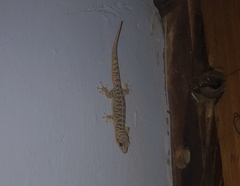 Phyllodactylus tuberculosus