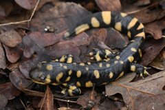 Ambystoma tigrinum