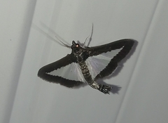 Diaphania hyalinata