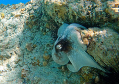 Octopus briareus