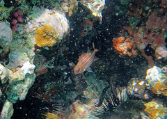 Neoniphon vexillarium