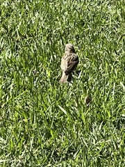 Passer domesticus domesticus