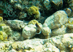 Ophioblennius macclurei