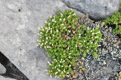 Baccharis magellanica