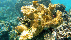 Acropora palmata