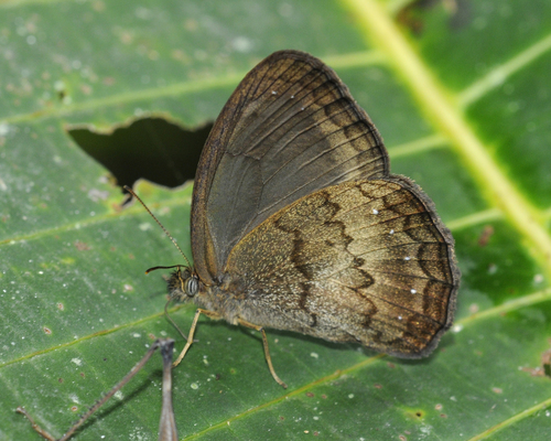 Forsterinaria boliviana
