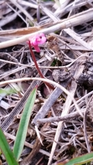 Aedes camptorhynchus