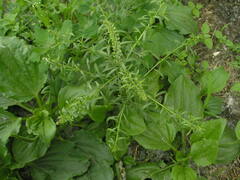 Lepidium densiflorum