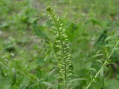 Lepidium densiflorum