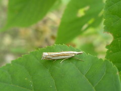 Crambus pascuella