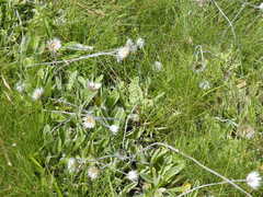 Helichrysum ecklonis