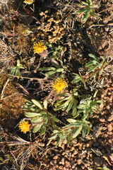 Senecio martinensis