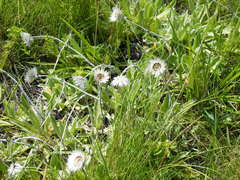 Helichrysum ecklonis