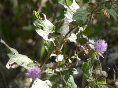Vernonia alamanii
