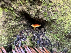 Hygrocybe laetissima