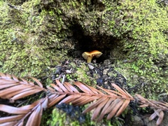 Hygrocybe laetissima