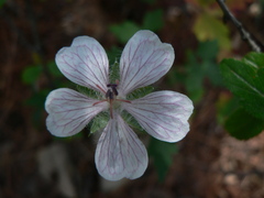 Geranium seemannii