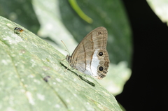 Euptychoides nossis
