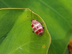 Asphaera quadrifasciata