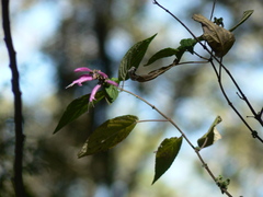 Salvia iodantha