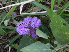 Vernonia alamanii
