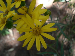 Senecio stoechadiformis