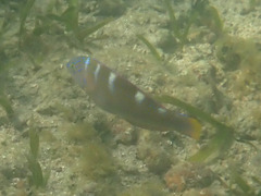 Halichoeres radiatus