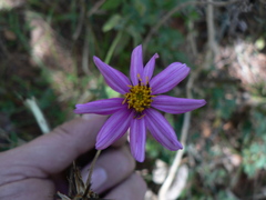 Bidens aequisquama