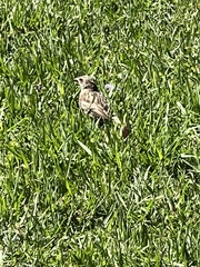 Passer domesticus domesticus