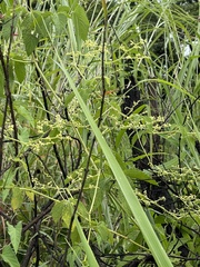 Cyphostemma simulans