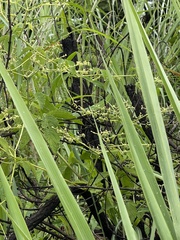 Cyphostemma simulans