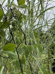 Cyphostemma simulans