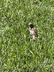 Passer domesticus domesticus