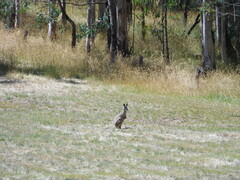 Osphranter robustus erubescens